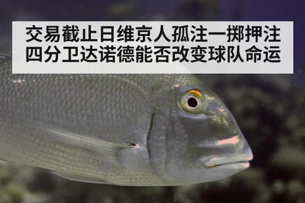 交易截止日维京人孤注一掷押注四分卫达诺德能否改变球队命运